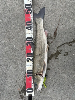 ウグイの釣果