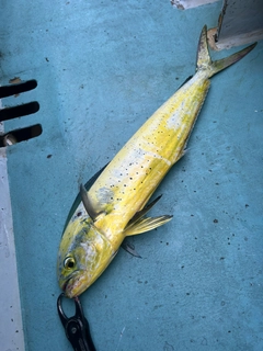 シイラの釣果