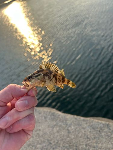 タケノコメバルの釣果