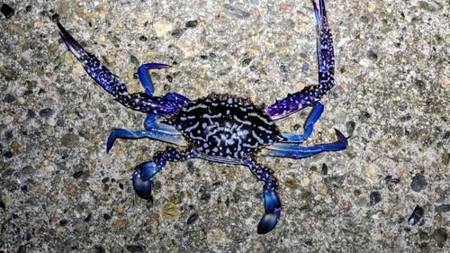 タイワンガザミの釣果