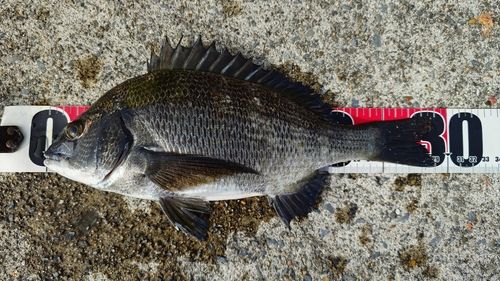 チヌの釣果