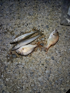 シロギスの釣果