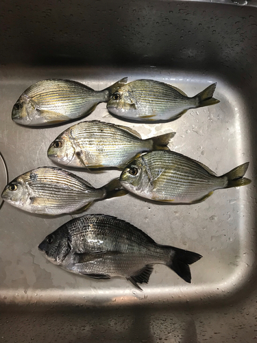 クロダイの釣果