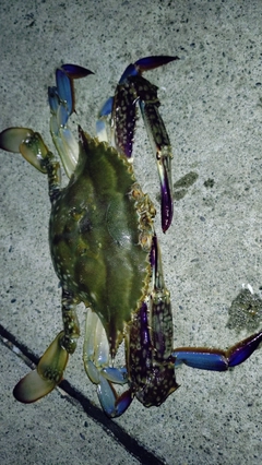 ガザミの釣果