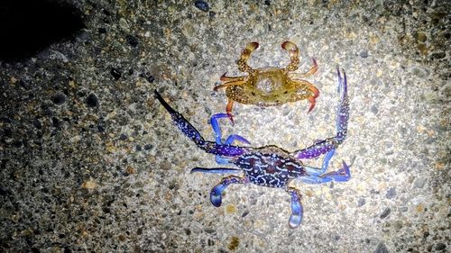タイワンガザミの釣果