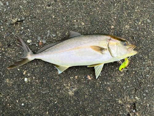 ショゴの釣果