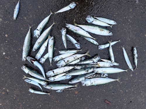 マアナゴの釣果