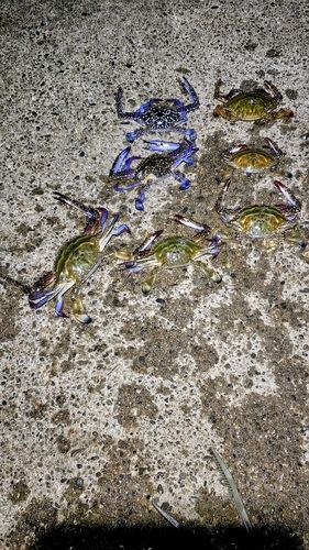 タイワンガザミの釣果