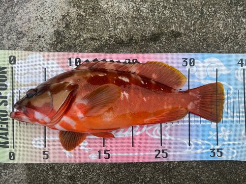 アカハタの釣果