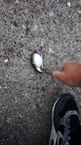 クサフグの釣果