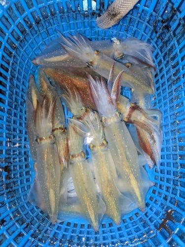 アカイカの釣果
