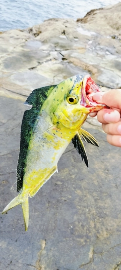 シイラの釣果