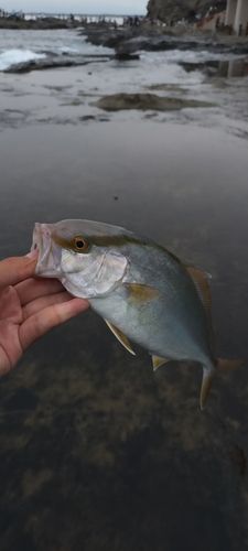 ショゴの釣果