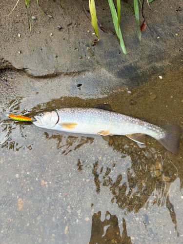 アメマスの釣果