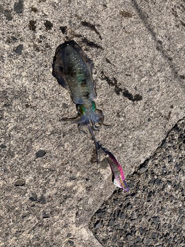 アオリイカの釣果
