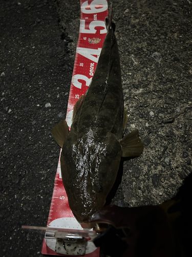 マゴチの釣果