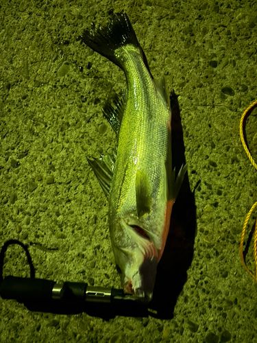 シーバスの釣果