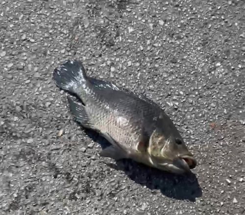 釣果