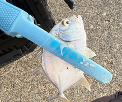 メッキの釣果
