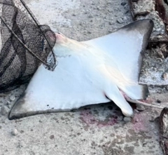 ナルトビエイの釣果