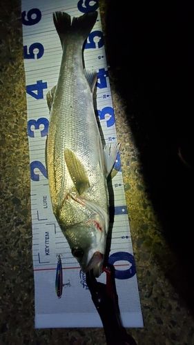 スズキの釣果