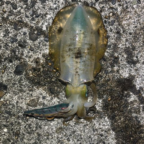 アオリイカの釣果