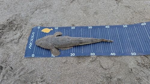 マゴチの釣果