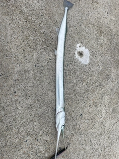ダツの釣果