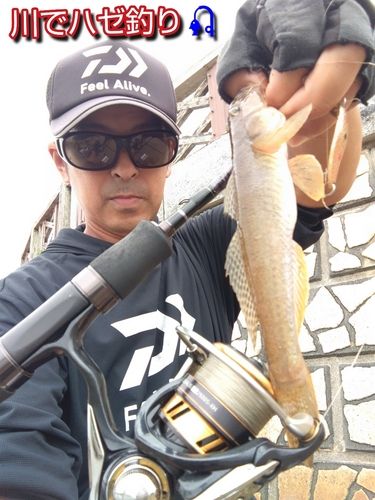 ハゼの釣果