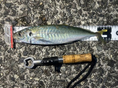 マルアジの釣果