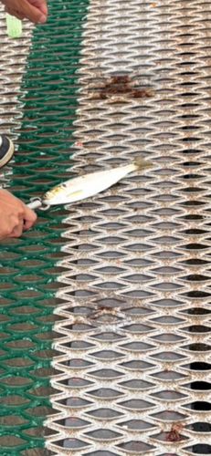 コノシロの釣果