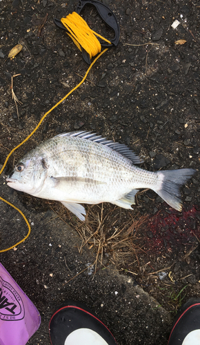 キチヌの釣果