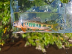 オイカワの釣果