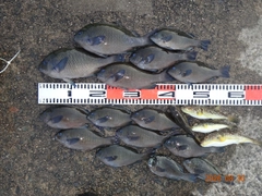 グレの釣果