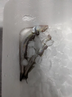 シロギスの釣果