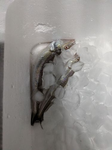 シロギスの釣果