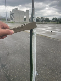 ダツの釣果