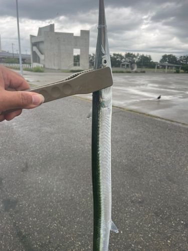 ダツの釣果