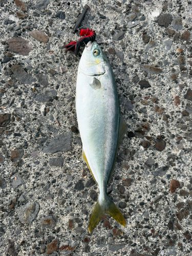 ワカシの釣果