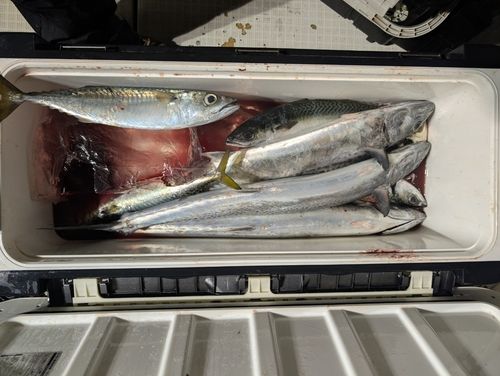サワラの釣果