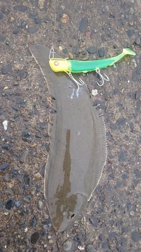 ウシノシタの釣果