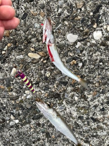 カマスの釣果