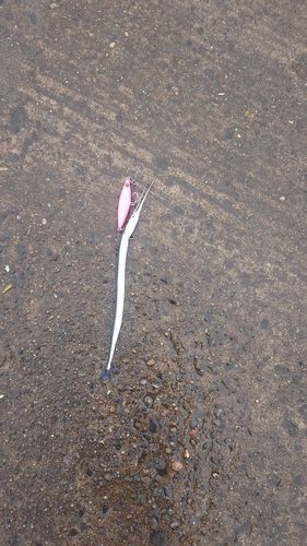 ダツの釣果