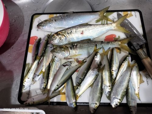 サッパの釣果