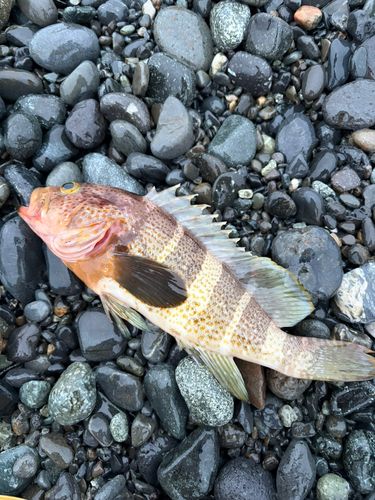 アオハタの釣果