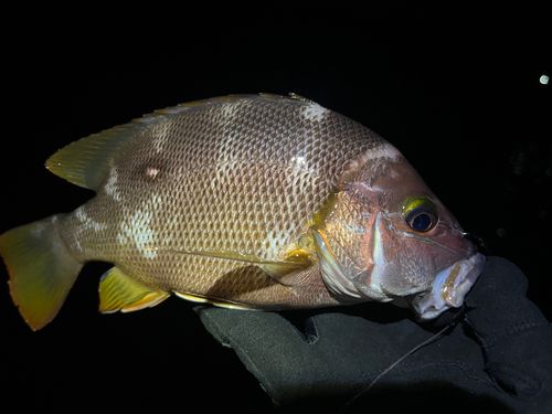 シブダイの釣果