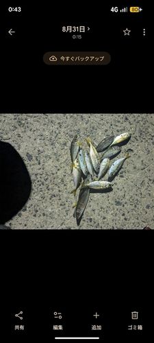 マアジの釣果