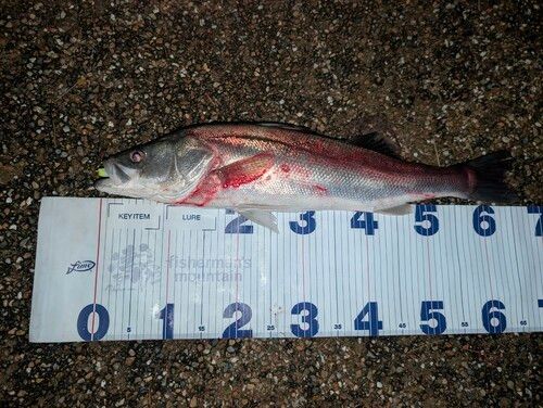 シーバスの釣果