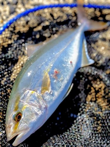 ネリゴの釣果