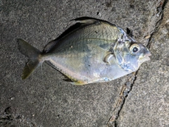 カイワリの釣果